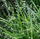 Melica altissima Alba