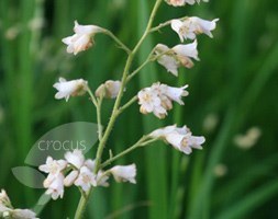 Heuchera sanguinea 'White Cloud' (coral bells)