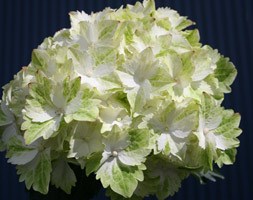 Hydrangea 'Magical Jade = 'Hortmaja' (PBR)' (hydrangea)