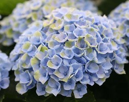 Hydrangea Magical Revolution ('Hokiomarevo') (PBR) (hydrangea)