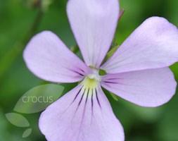 Viola cornuta 'Victoria's Blush' (horned violet)