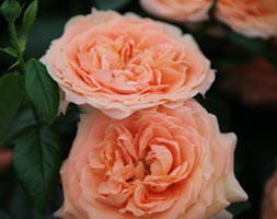Rosa Lady Marmalade ('Hartiger') (Rose of the year 2014)