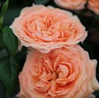 Rosa Lady Marmalade