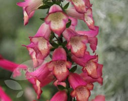 Digitalis Illumination Pink ('Tmdgfp001') (Illumination Series) (foxglove)