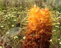 Eremurus 'Rumba' (foxtail lily)