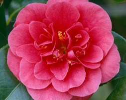 Camellia japonica 'Lady Campbell' (camellia)