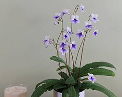 Streptocarpus 'Crystal Ice' (Streptocarpus in a ceramic gift pot)