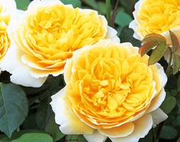 Rosa Charlotte ('Auspoly') (PBR) (rose Charlotte (shrub))