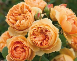 Rosa Carolyn Knight ('Austurner') (PBR) (rose Carolyn Knight (shrub))