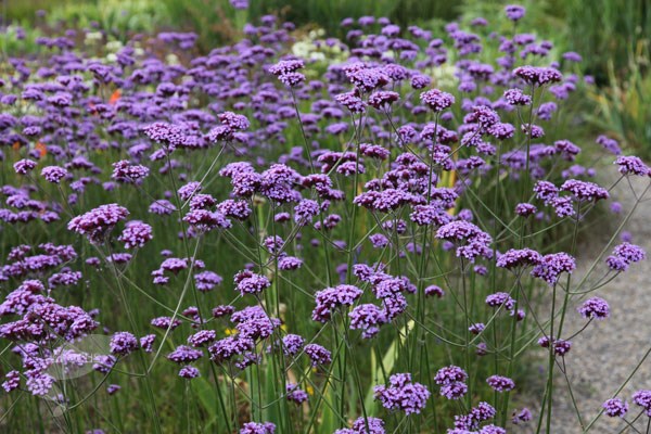 Verbena bonariensis promotion - 6 pack Verbena bonariensis promotion - 6 pack