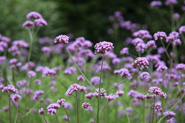 Verbena bonariensis promotion - 6 pack Verbena bonariensis promotion - 6 pack