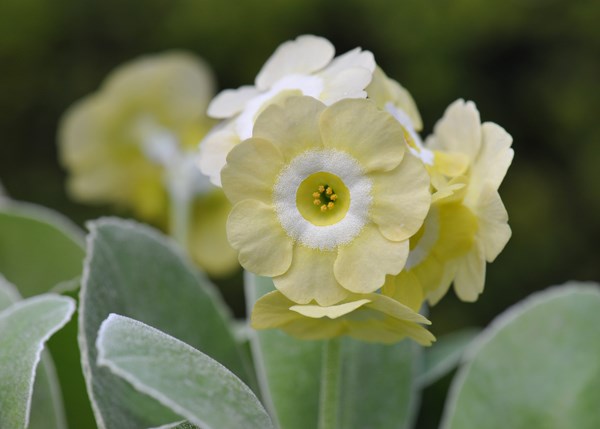 auricula auricula
