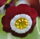Primula auricula Gizabroon