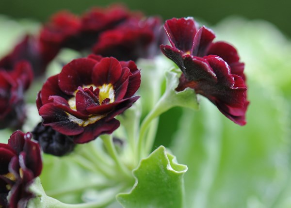 auricula auricula