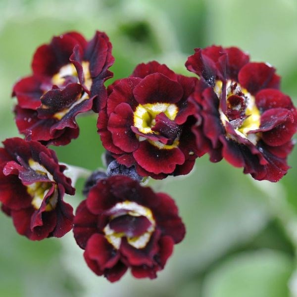 auricula auricula