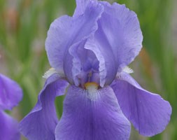 Iris 'Blue Rhythm' (bearded Iris)
