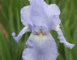 Iris 'Jane Phillips' (bearded iris)