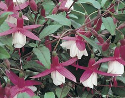 Fuchsia 'Alice Hoffman' (fuchsia Alice Hoffman)