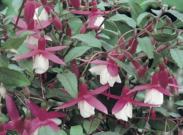fuchsia Alice Hoffman fuchsia Alice Hoffman