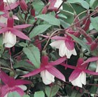 Fuchsia Alice Hoffman