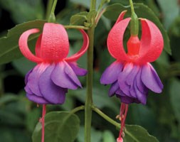 Fuchsia 'Army Nurse' (fuchsia Army Nurse)