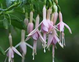 Fuchsia 'Whiteknights Pearl' (fuchsia Whiteknights Pearl)