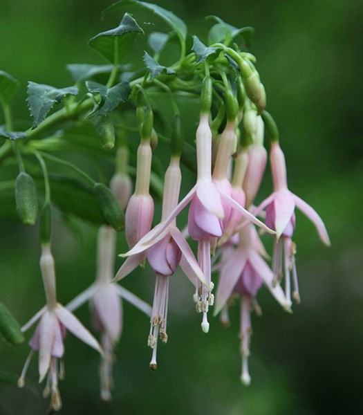 fuchsia Whiteknights Pearl fuchsia Whiteknights Pearl