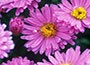 Aster