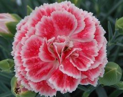 Dianthus Coral Reef ('WP07Oldrice') (Scent First Series) (PBR) (pink)