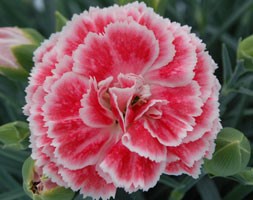 Alcea rosea Chater’s Double Group yellow-flowered