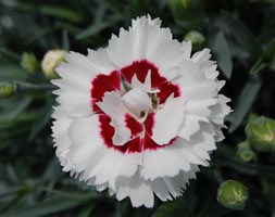 Dianthus  Coconut Sundae ('Wp05 Yves') (Scent First Series) (PBR) (pink)