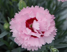 Dianthus Raspberry Sundae ('Devon Yolande') (Scent First Series) (PBR) (pink)