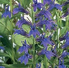 Lobelia × speciosa 'Fan Blau'