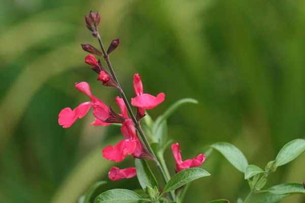 Texas sage Texas sage