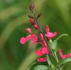 Salvia greggii Lipstick