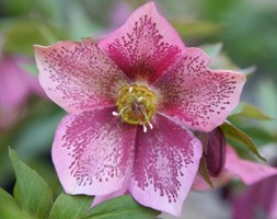 Helleborus x hybridus Harvington pink speckled (Lenten rose hellebore)