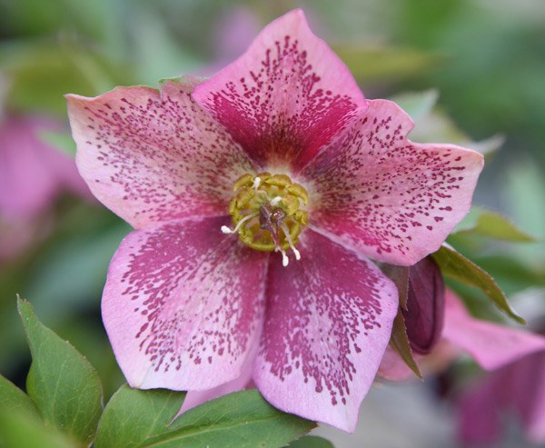 Lenten rose hellebore Lenten rose hellebore