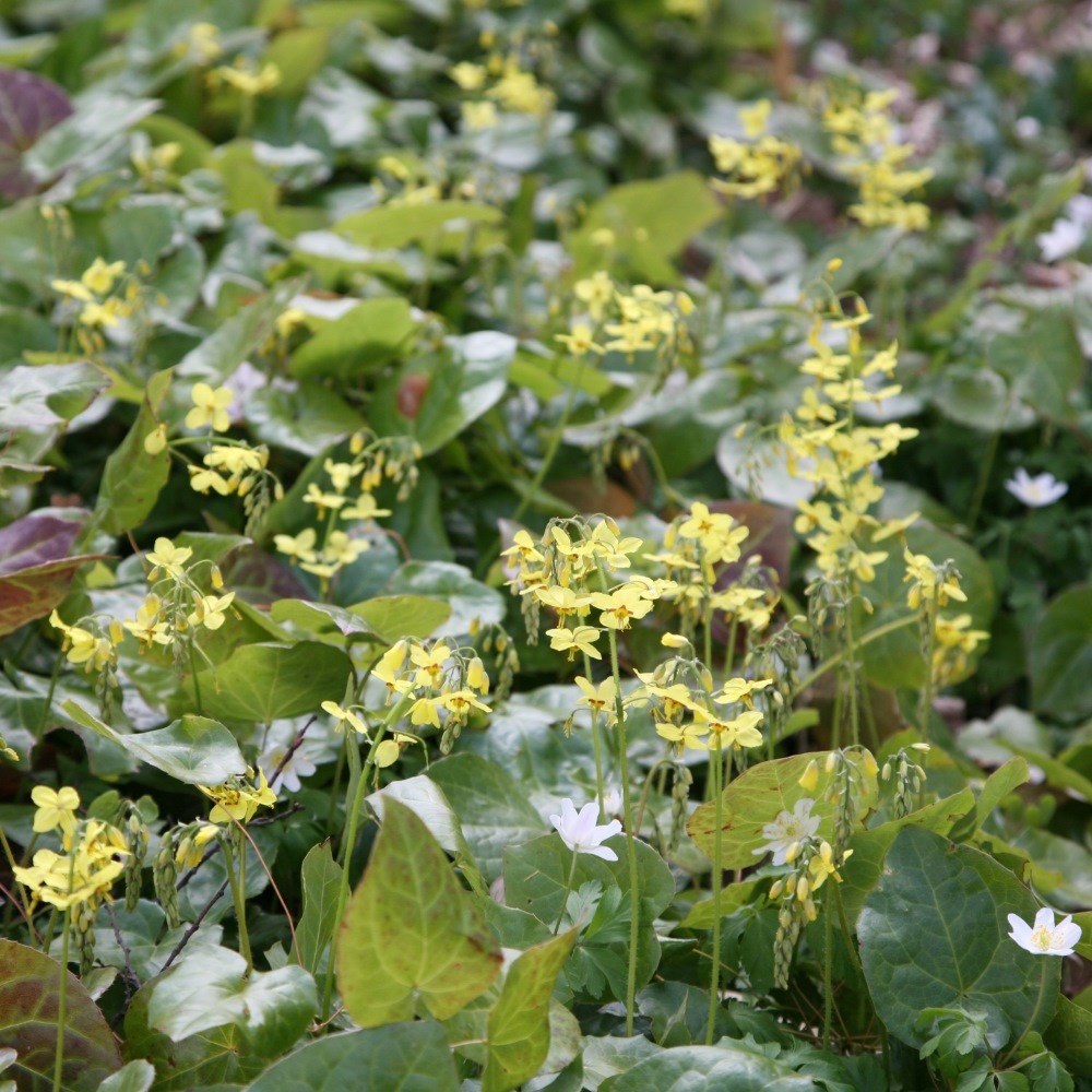 barrenwort barrenwort