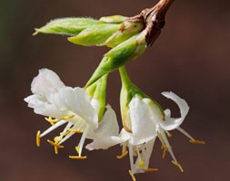 Lonicera fragrantissima (winter honeysuckle)