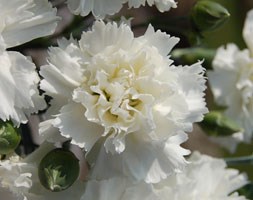 Alcea rosea Chater’s Double Group maroon-flowered