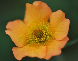 Geum 'Totally Tangerine (PBR)' (avens)