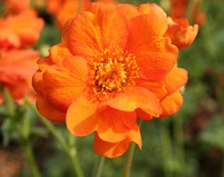 Geum 'Prinses Juliana' (avens)