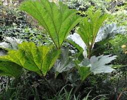 Gunnera manicata (Chile rhubarb)