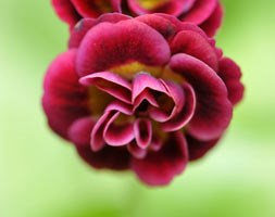 Primula auricula hort. 'Crimson Glow' (auricula)