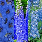 Delphinium Centurion Series collection