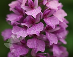 Dactylorhiza majalis (marsh orchid)