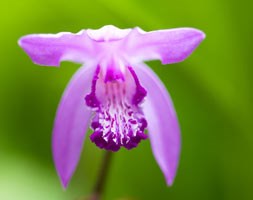 Bletilla striata (hyacinth orchid)