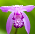 Bletilla striata