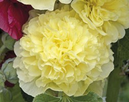 Alcea rosea Chater's Double Group yellow-flowered (hollyhock)