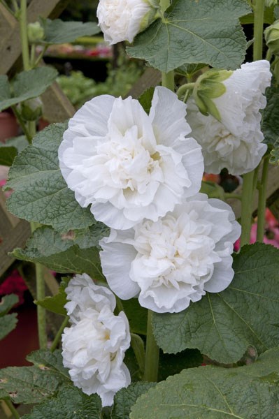 hollyhock hollyhock